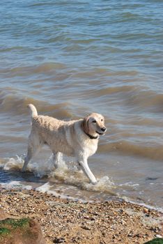 happy labrador splashing in sea 