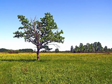 small oak on green field