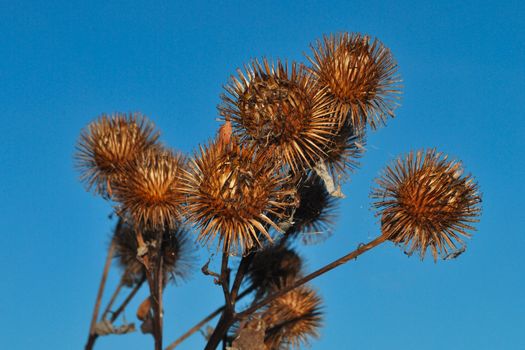 brown thistles with clear sky background