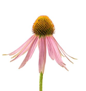 Echinacea flower isolated on white background