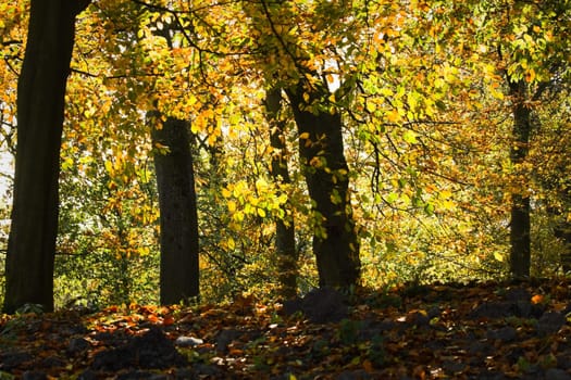 Sunlight shining through colorful leaves in autumn