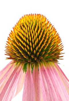 Echinacea flower isolated on white background