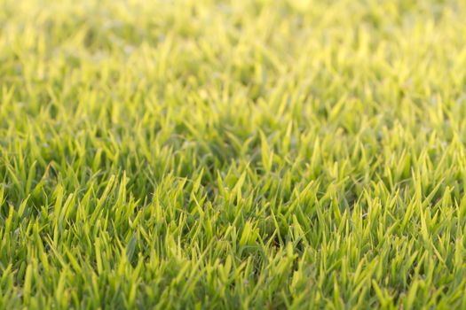 green grass background