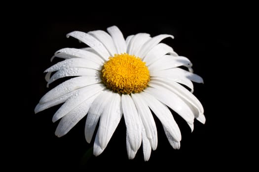 Camomile flower on black background