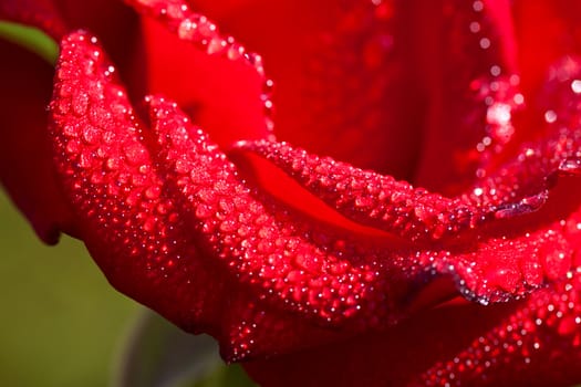 Red rose with water drop