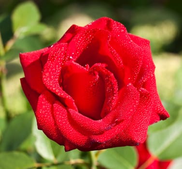 Red rose with water drop