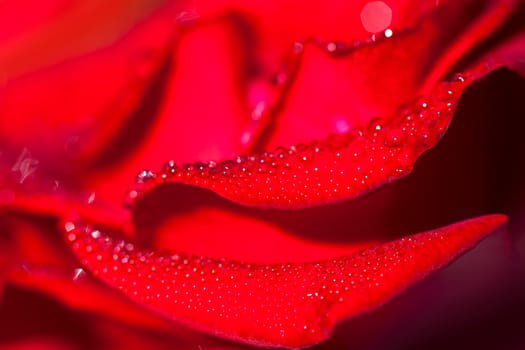 Red rose with water drop