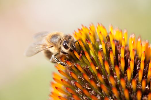 Echinacea flower and honey bee