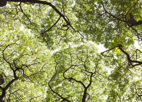 leaves with braches of trees