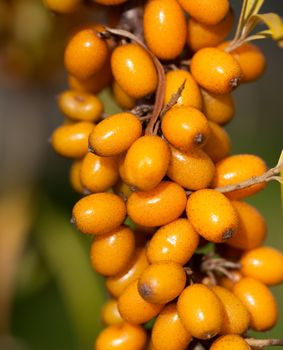 Branch of sea-buckthorn with its typical orange berries