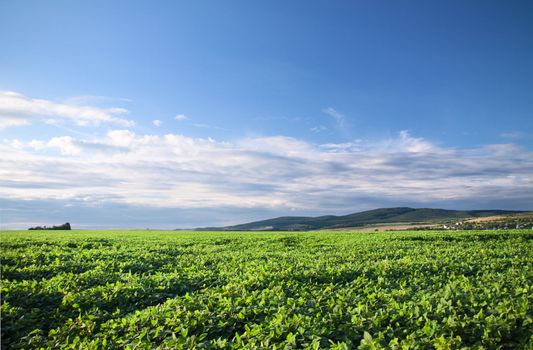 Green cultivated soy field in late summer
