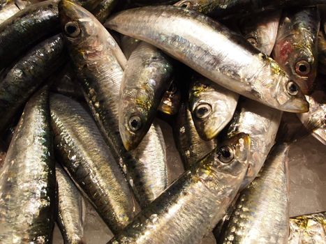 Bunch of shiny fresh sardines on ice on a market.