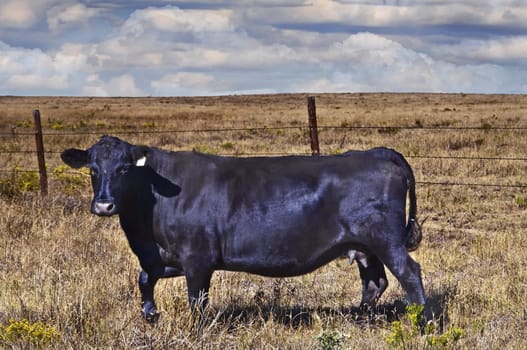 Black Angus cow in northeastern Colorado on the Pawnee National Grasslands.