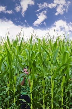 Cute little boy hiding in a cornfield