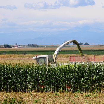 Cornfield nearly finished as the last few rows are chopped and loaded for cattle feed.