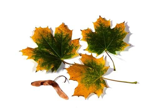 Maple leaves starting to turn yellow in the fall and one double seed-pod.