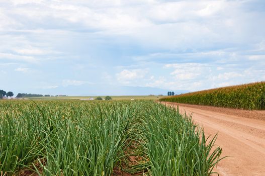 Rows of onions beside a mature cornfield in central Colorado, USA