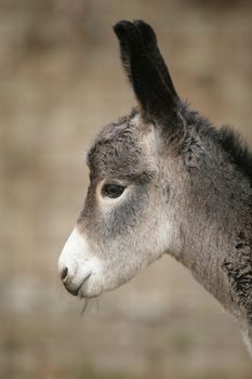 a close encounter with an ass donkey