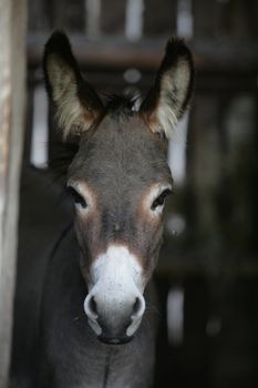 a close encounter with an ass donkey