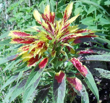 This is a variety of Amaranthus known as "Joseph's Coat" in refernce to the Biblical Joseph and his coat of many colors.