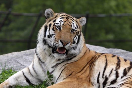 A Siberian Tiger (Panthera tigris altaica) sitting in a zoo.