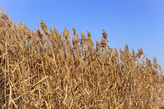 Tops of dried plant cane on the background of blue sky in autumn