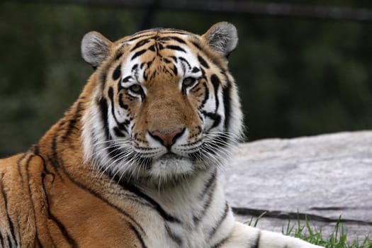A Siberian Tiger (Panthera tigris altaica) sitting in a zoo.
