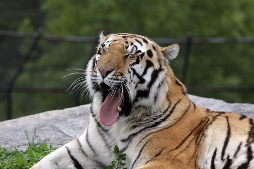 A yawning Siberian Tiger (Panthera tigris altaica) sitting in a zoo.
