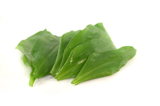 fresh green wild garlic leaves on white background