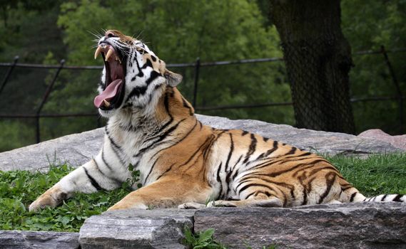 A roaring Siberian Tiger (Panthera tigris altaica) sitting in a zoo.
