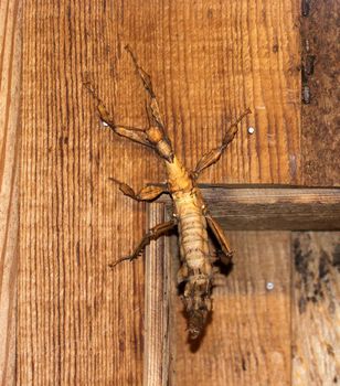 A Thorny Devil Stick (eurycantha calcarata) insect sitting on a piece of wood.
