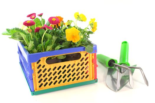 Balcony plants in a folding box with shovel and grubber