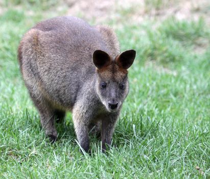 A Bennett�s Wallaby (Macropus rufogriseus) sitting in the grass.