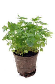 parsley in pot in front of white background