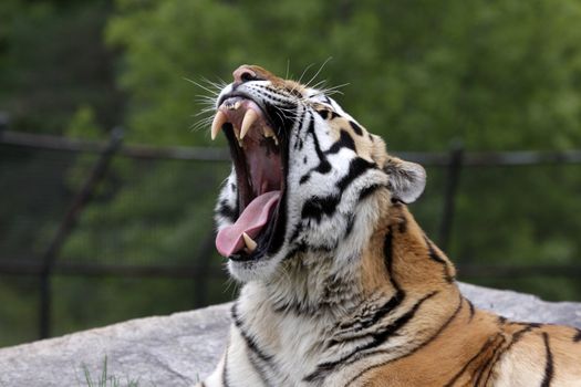 A roaring Siberian Tiger (Panthera tigris altaica) sitting in a zoo.
