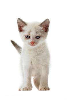 young siamese, kitten in front of white background