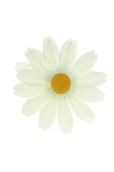 white flower, photo on the white background
