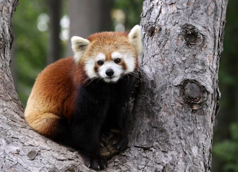 A Red Panda (Ailurus fulgens) sitting in a tree at a zoo.
