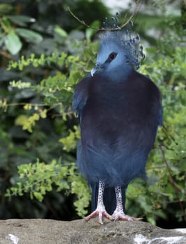 A Victoria Crowned Pigeon (Goura victoria) standing on a rock.