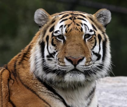 A Siberian Tiger (Panthera tigris altaica) sitting in a zoo.
