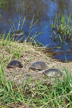 Three Blandings Turtles (Emydoidea blandingii) basking on a spring day.