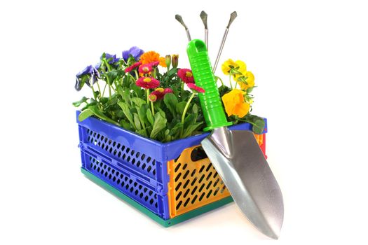 Balcony plants in a folding box with shovel on a white background