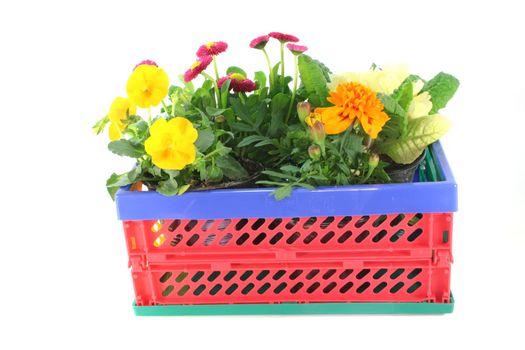 Balcony plants in a folding box on a white background