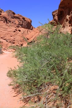 Sparse vegetation among red rocks at Valley of Fire State Park in Nevada.