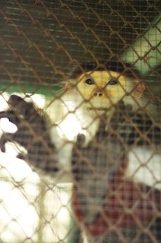 sad leaf monkey in a cage
