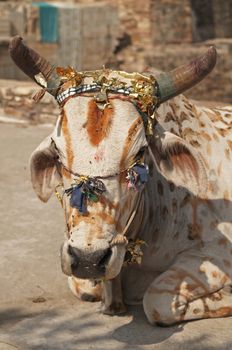 Holy cow decorated with paint and tinsel. India