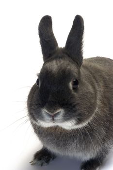 portrait of a dwarf rabbit in studio on white background                                