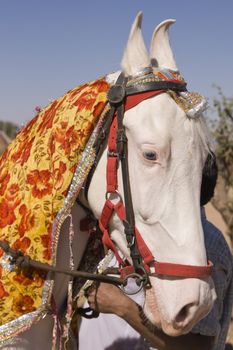 Head of a pure white Marwari stallion at the Pushkar Camel Fair in Rajasthan, India.
