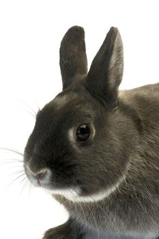 portrait of a dwarf rabbit in studio on white background                                