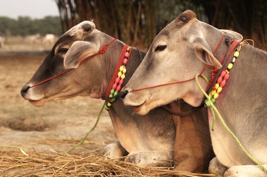 Decorated cattle for sale at Sonepur Fair in Bihar, India